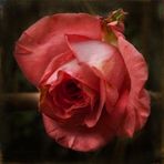 Rosa d'autunno