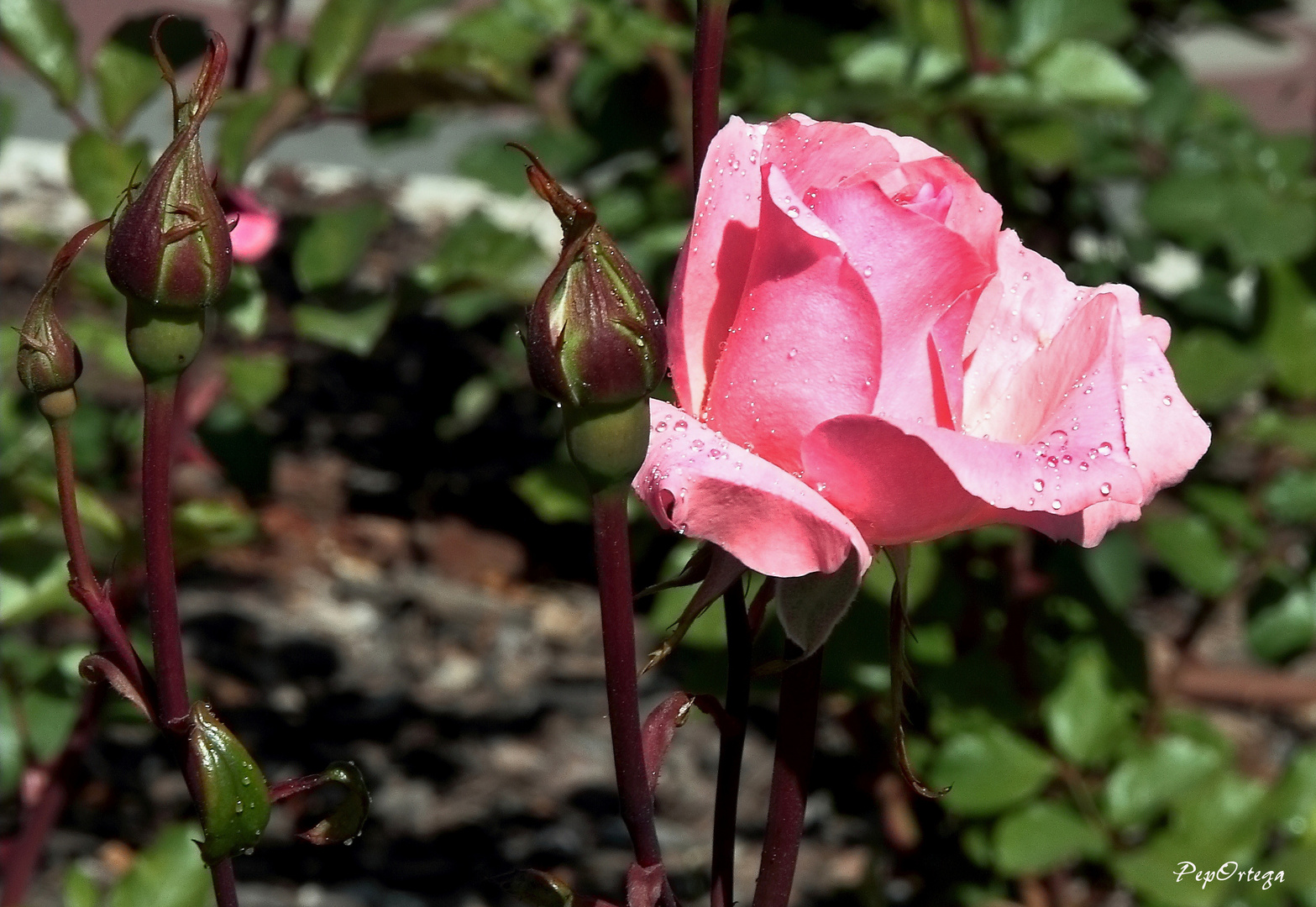 Rosa de Abril cordobés.