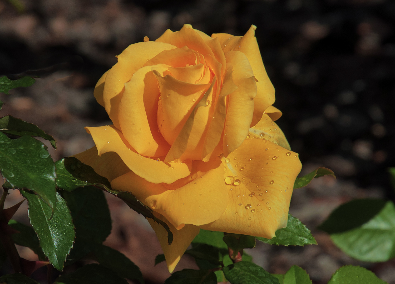 ROSA DE ABRIL (Dedicado a mi amigo Amado Calvo Marcos)