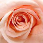 Rosa de color rosa