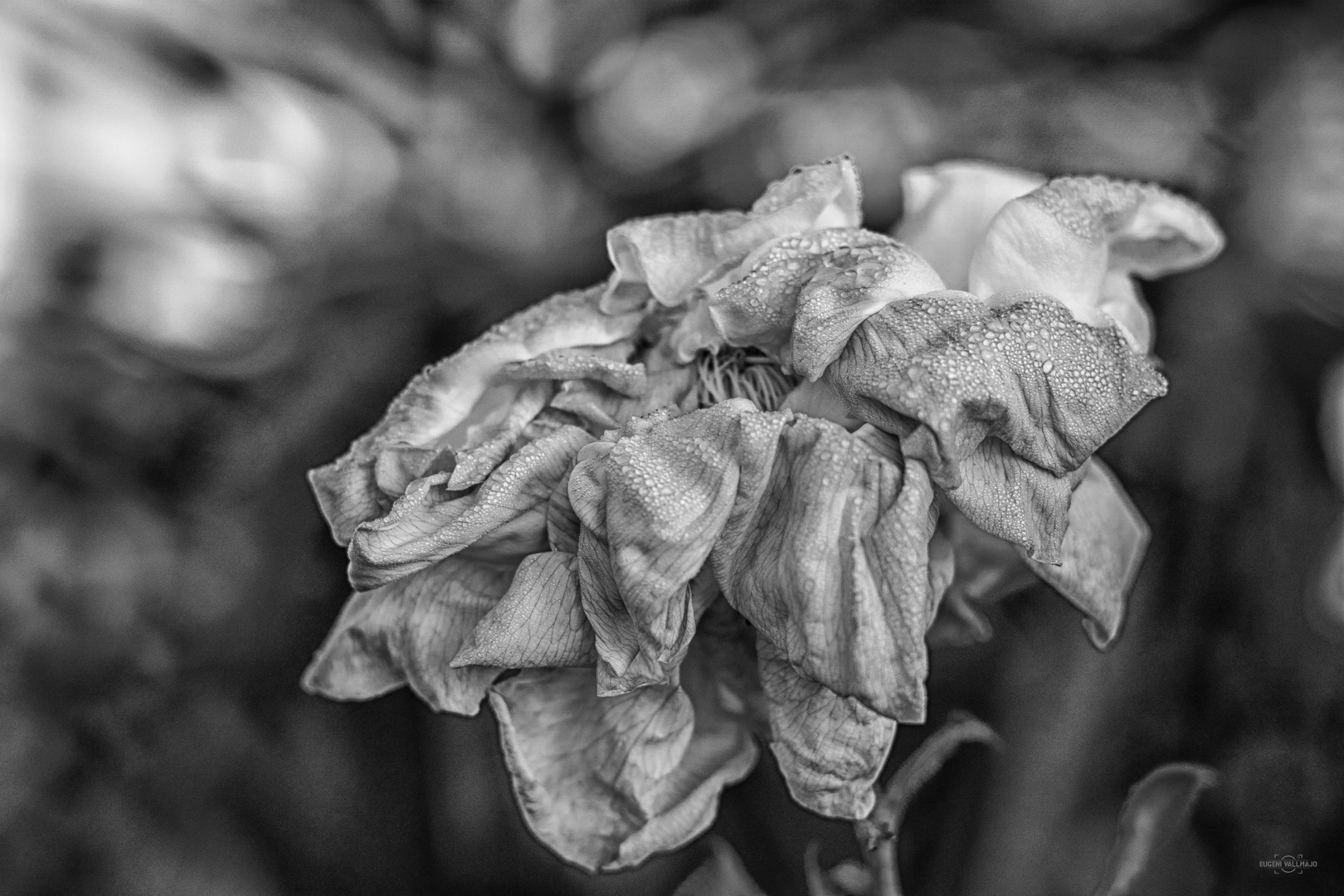 Rosa de diciembre