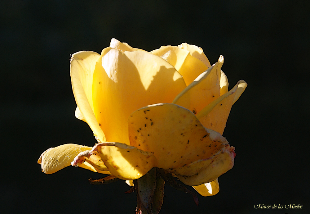 ...rosa de invierno 2...