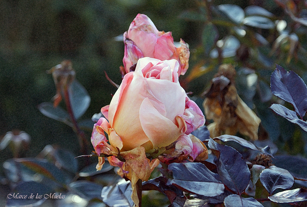 ...rosa de invierno...