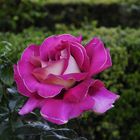 rosa de la alhambra