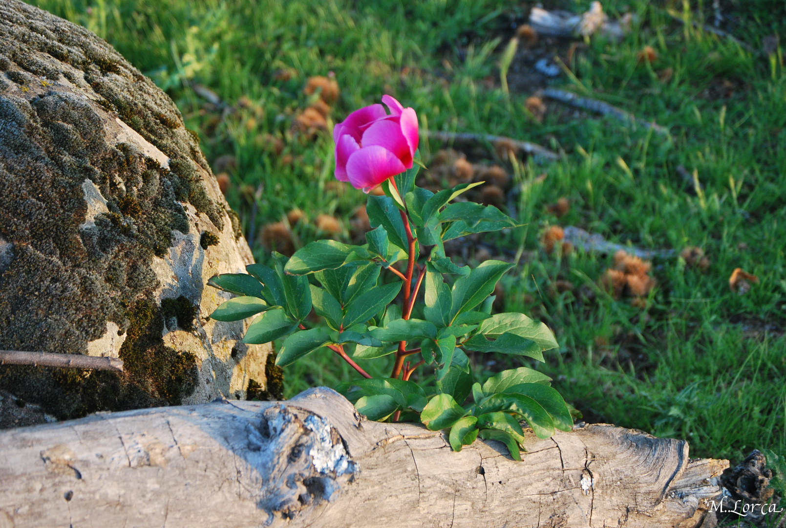 rosa de lagarto