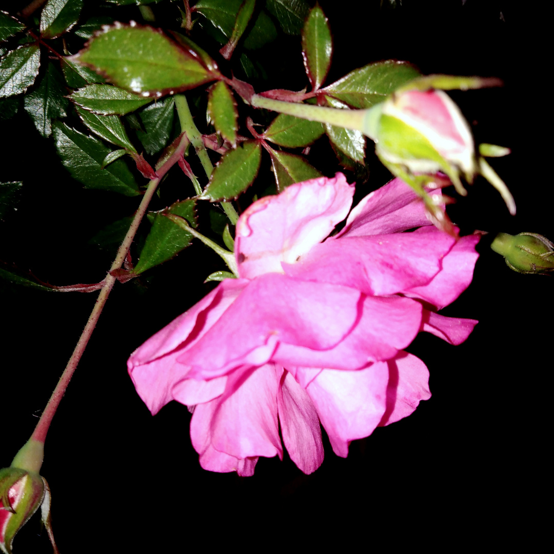  Rosa de mayo  