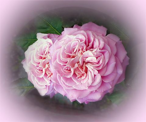 Rosa  de mi  jardin en  verano 