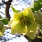 Rosa de navidad