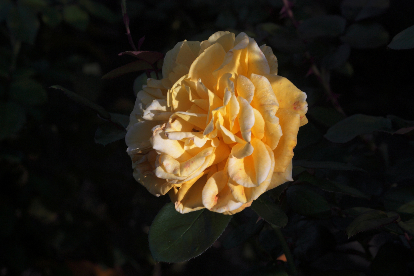 rosa de te. abierta