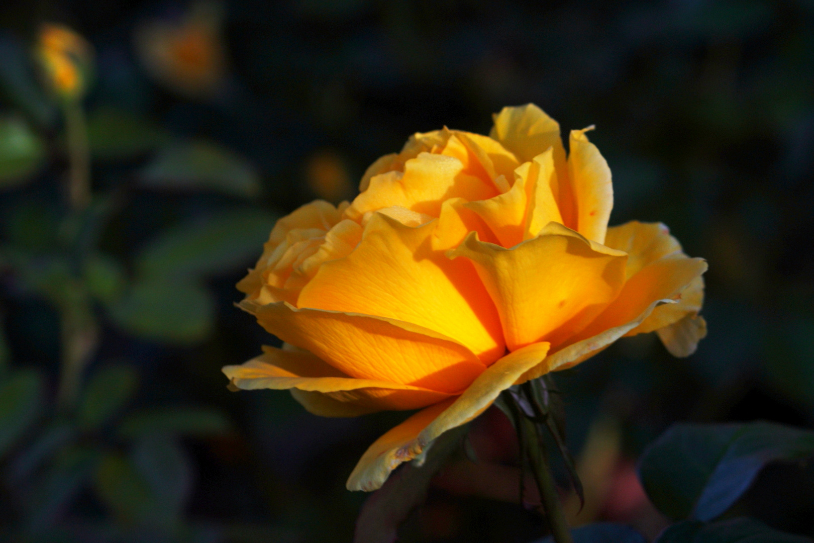 rosa de té al reflejo de la ventana