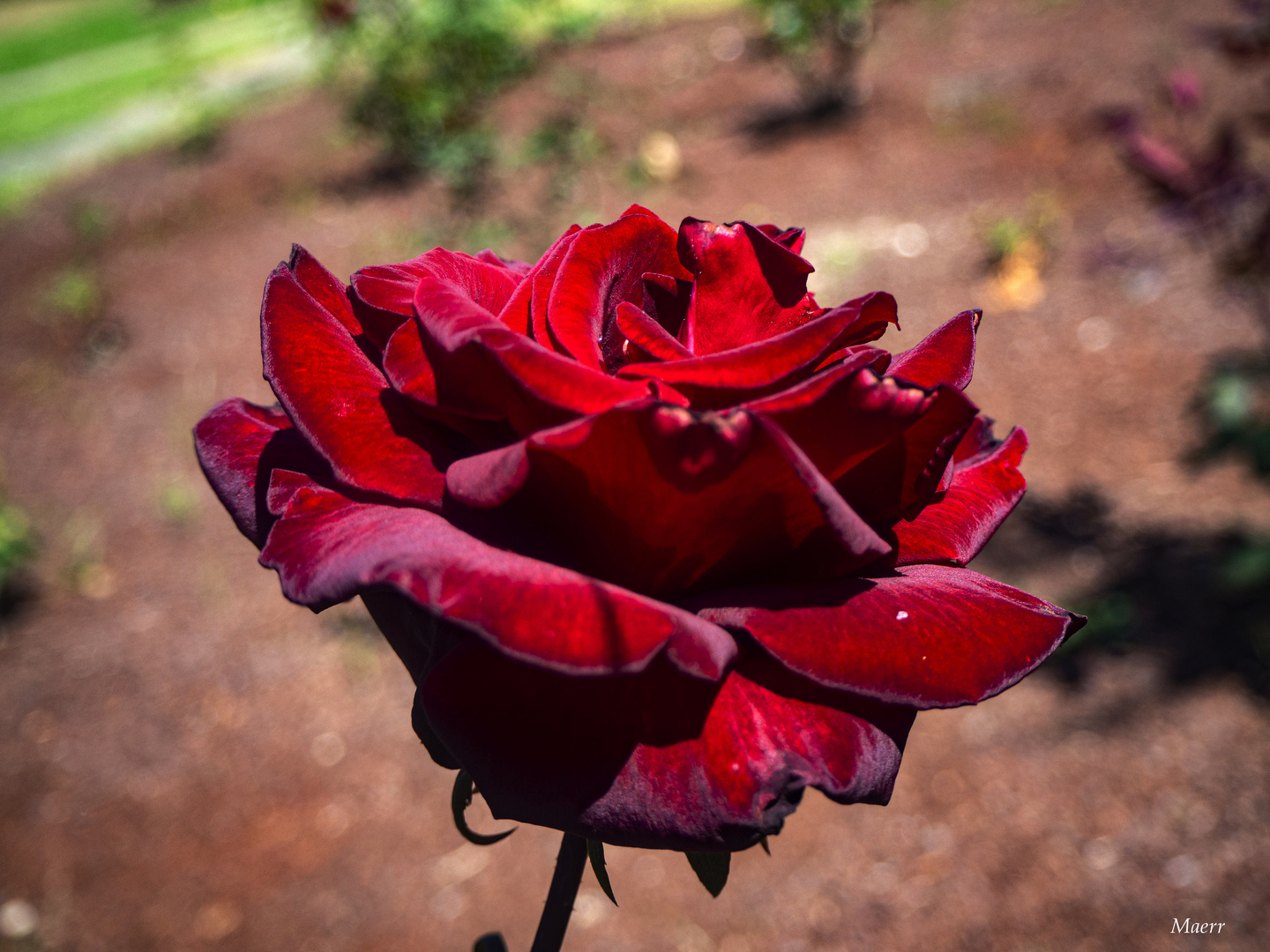 Rosa de terciopelo 