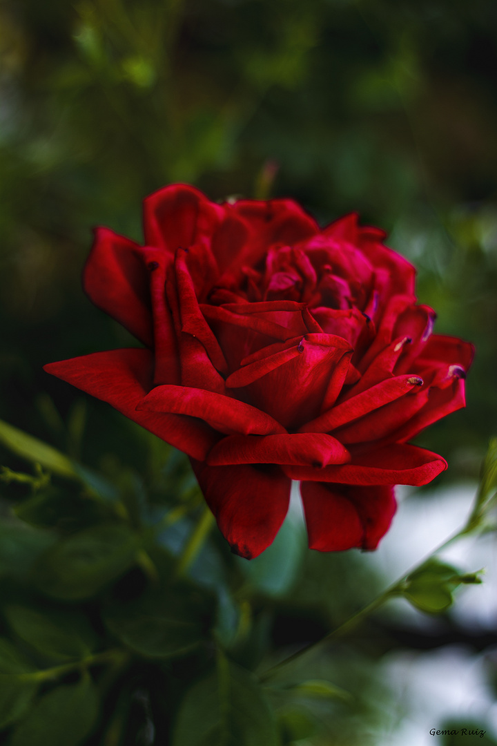 Rosa de terciopelo 