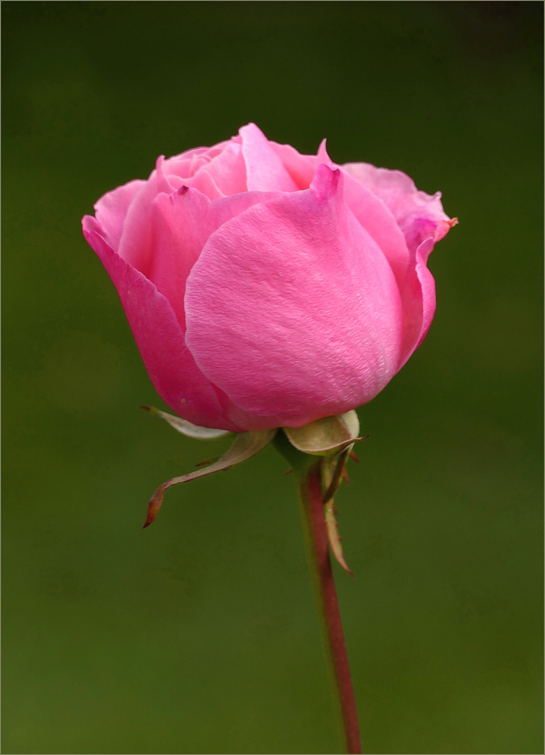 Rosa de un color bonito 