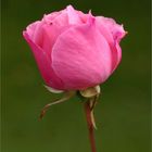 Rosa de un color bonito 