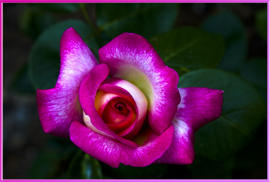 Rosa del mio giardino