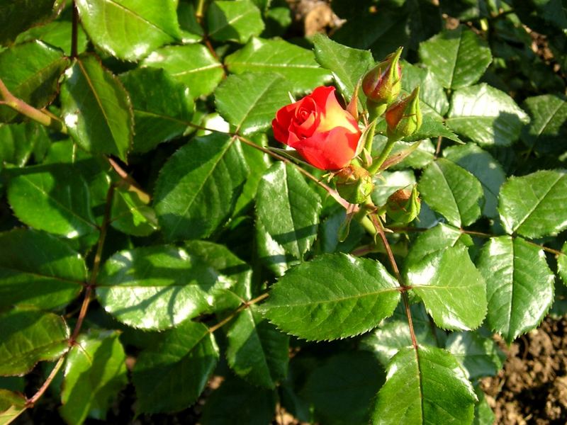 Rosa del roseto comunale di Roma