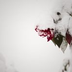 rosa delle nevi
