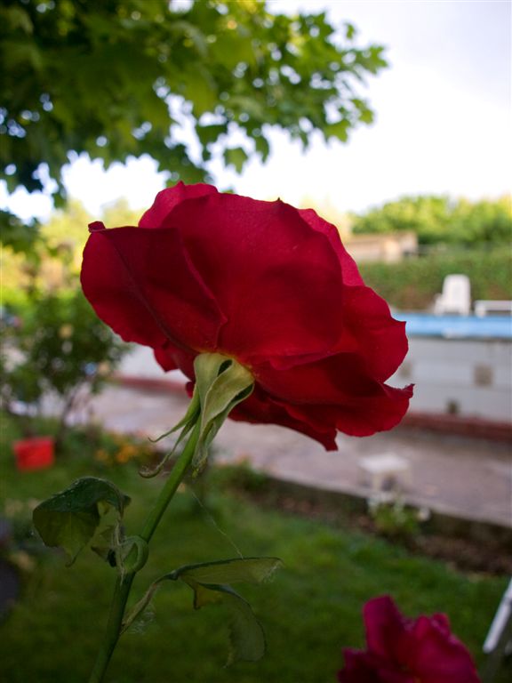 rosa desde atras