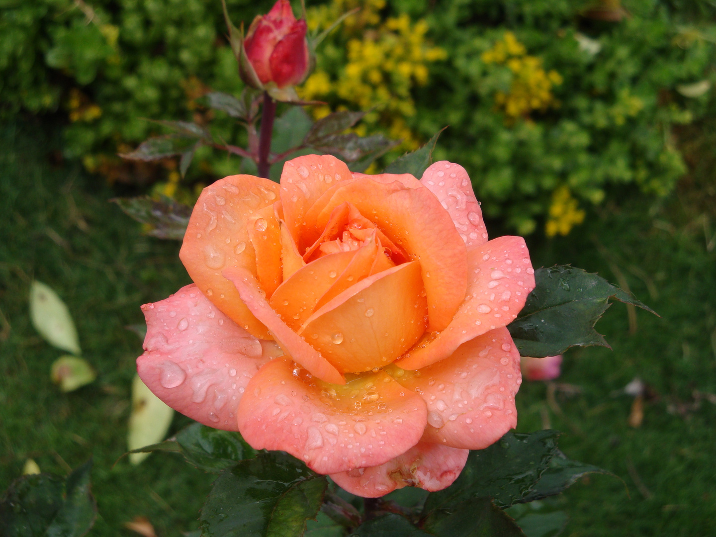 rosa despúes de la lluvia