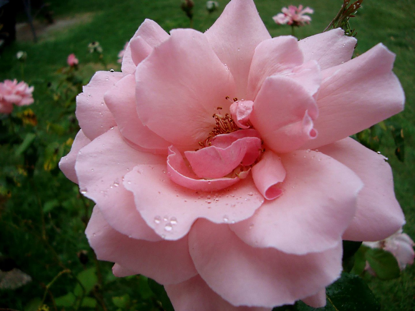 Rosa después de la lluvia.