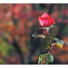 rosa di autunno