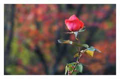 rosa di autunno