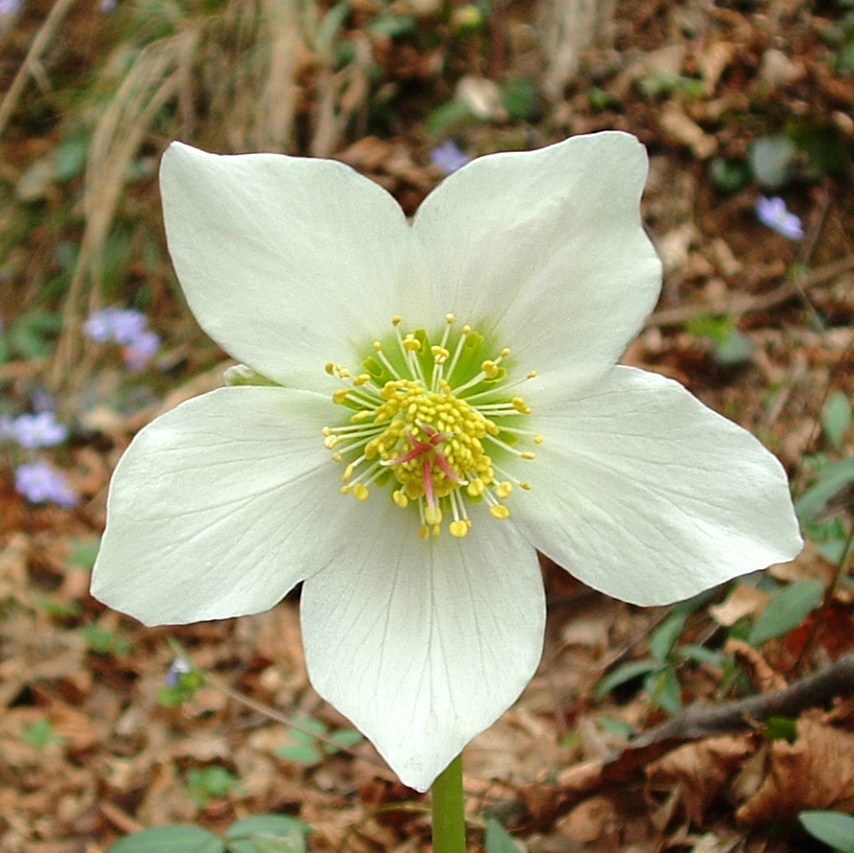 rosa di natale