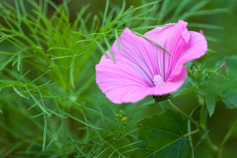 || Rosa - Die Blume ||