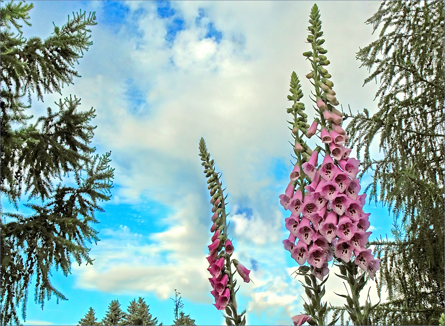 Rosa Digitalis 