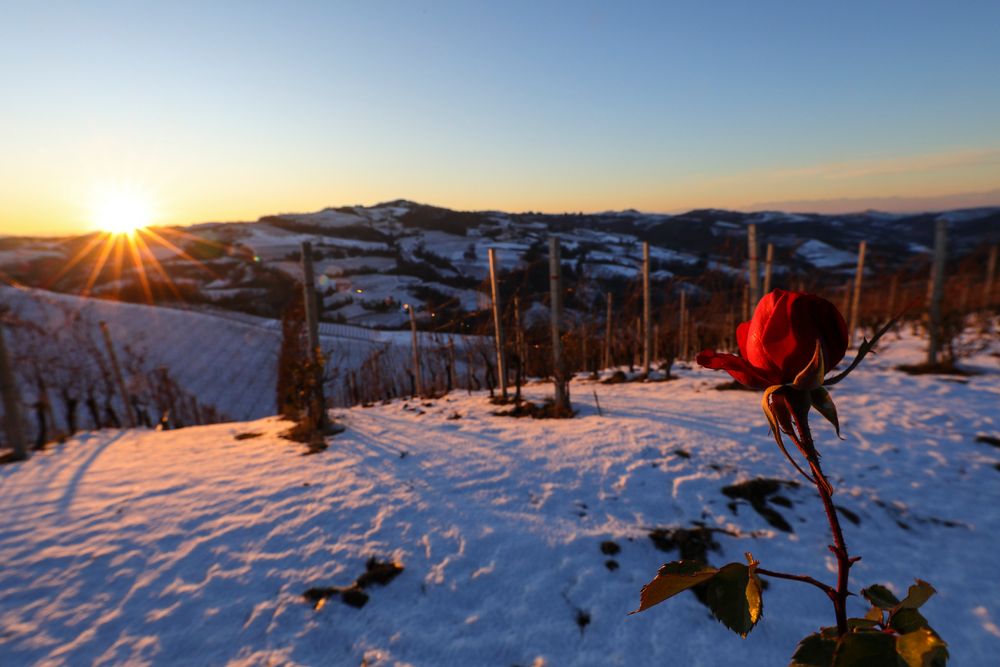 rosa d'inverno