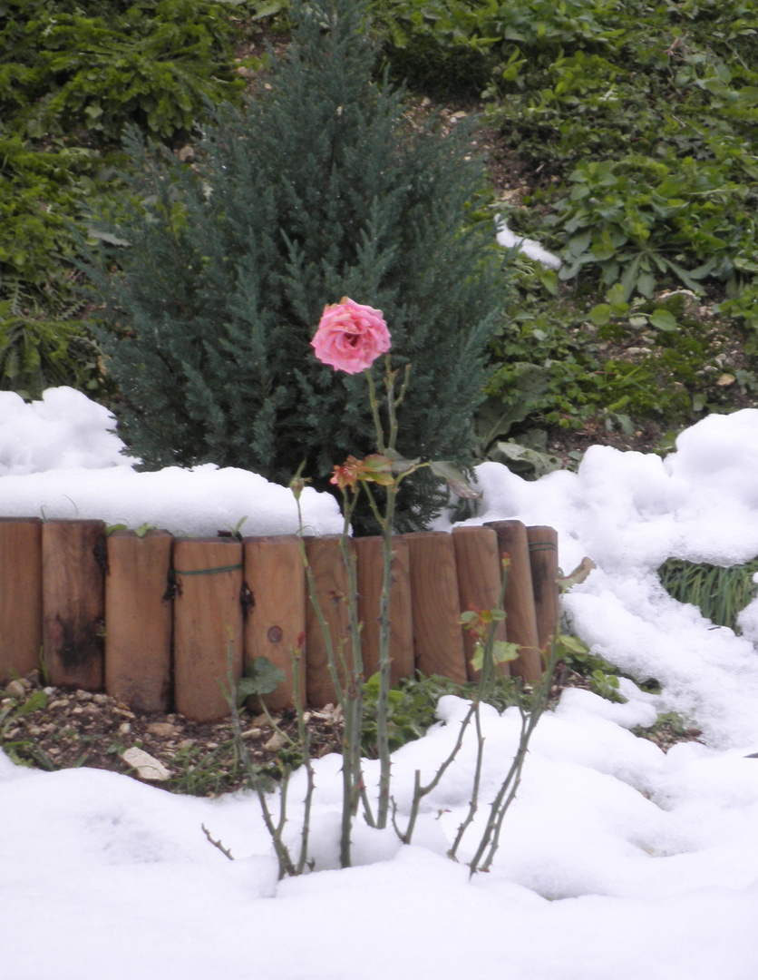 Rosa d'inverno