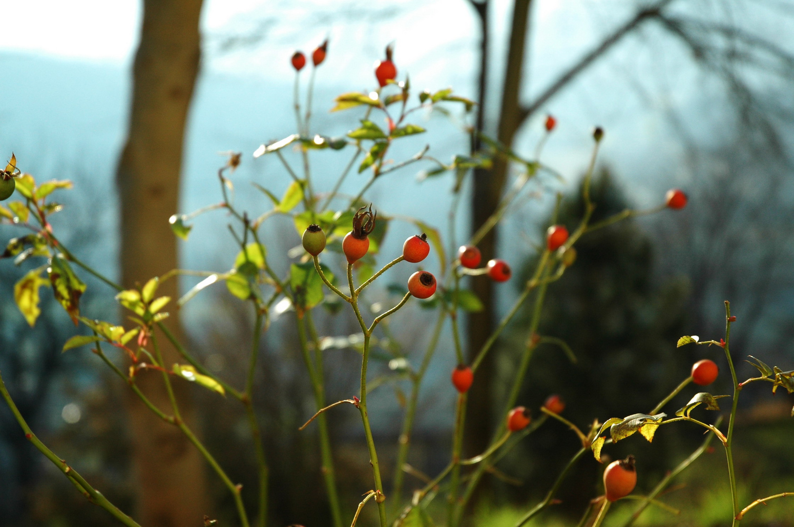 Rosa d'inverno