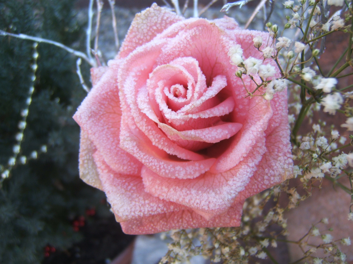 rosa d'inverno