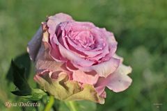 Rosa Dolcetta