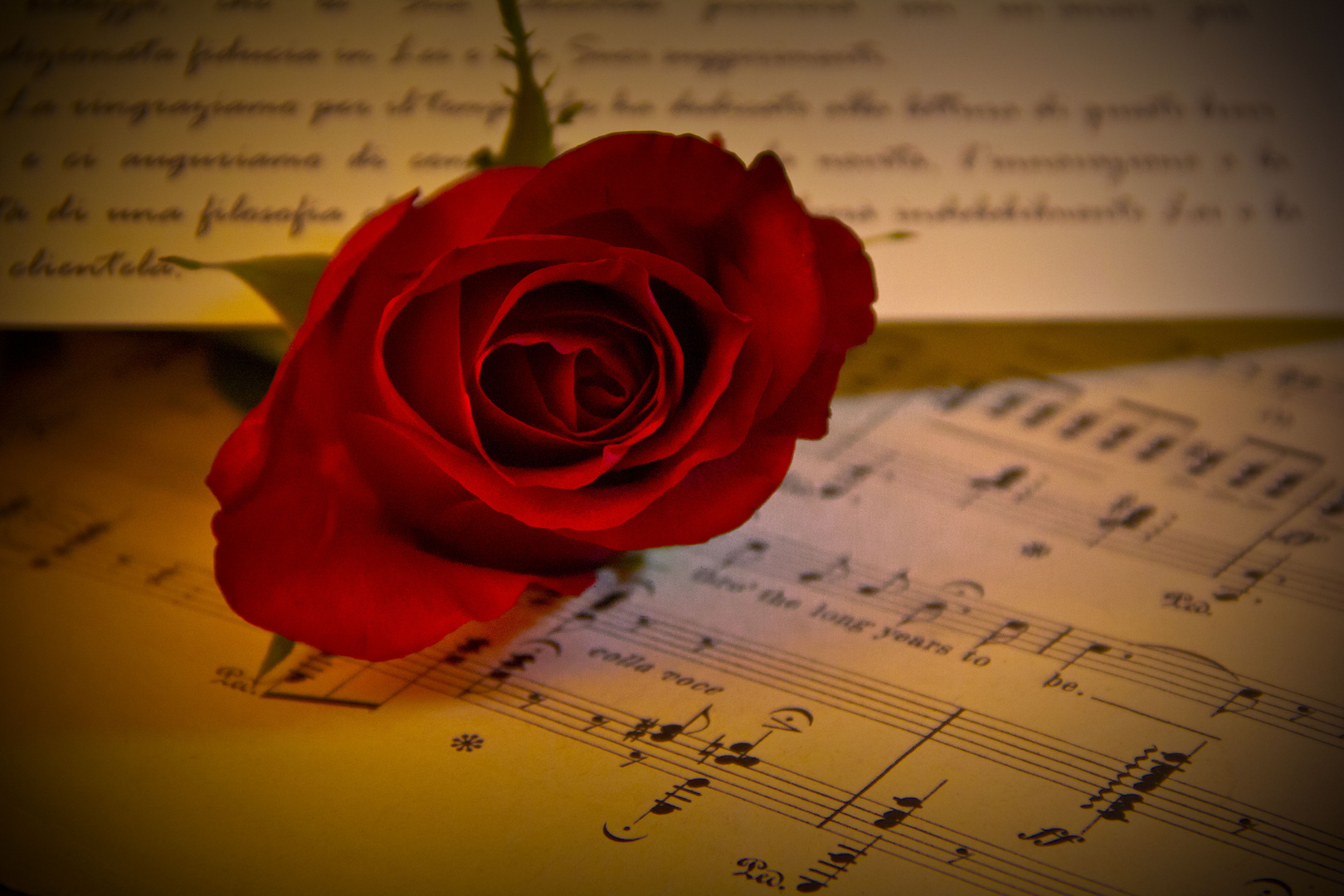 rosa e musica