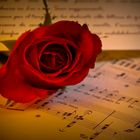 rosa e musica