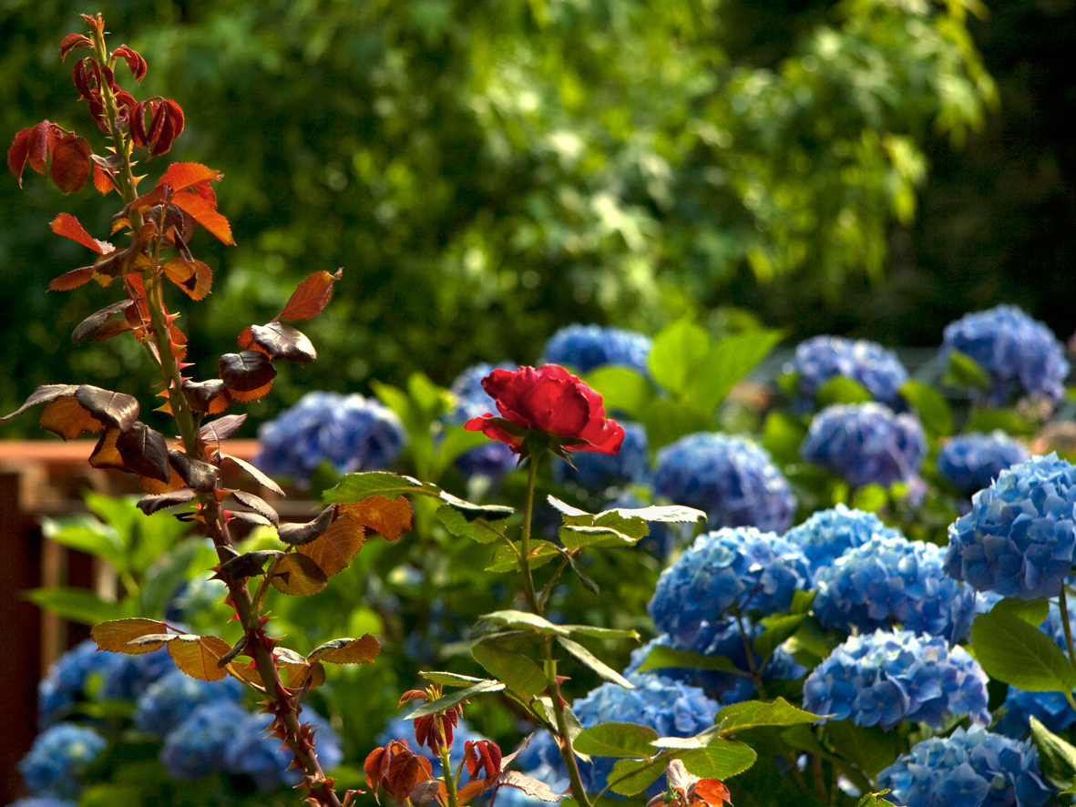 rosa e ortensie