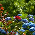 rosa e ortensie