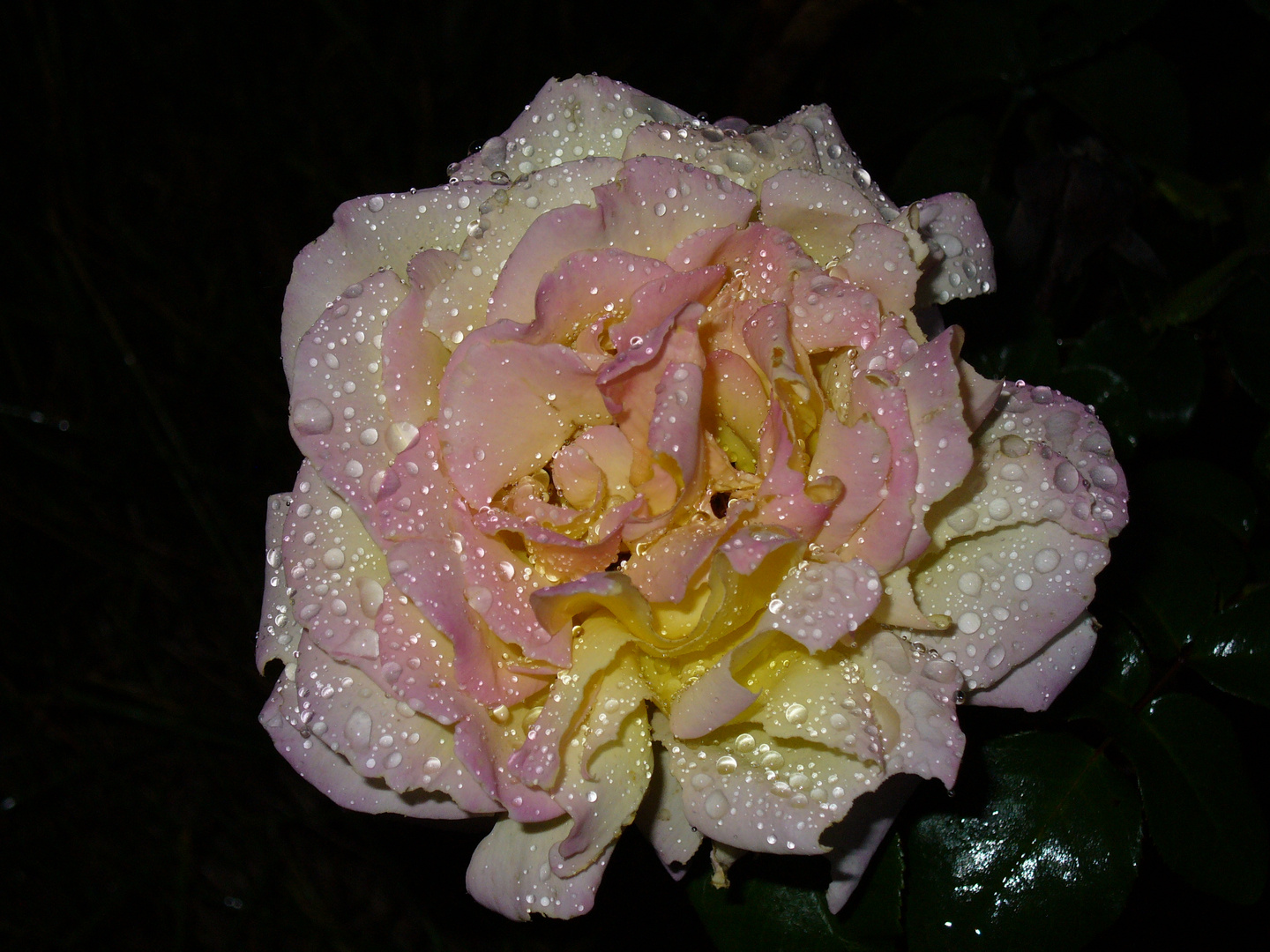 rosa