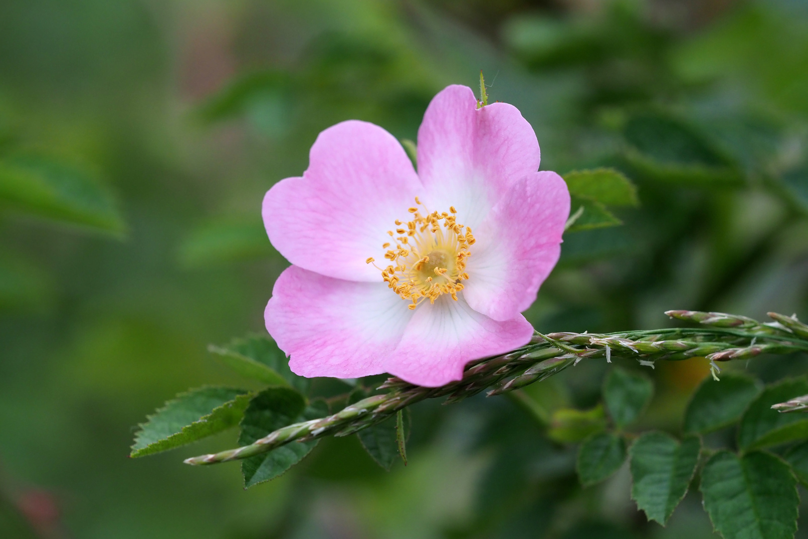 rosa