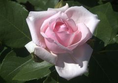 rosa Edelrosenblüte - 5000 px
