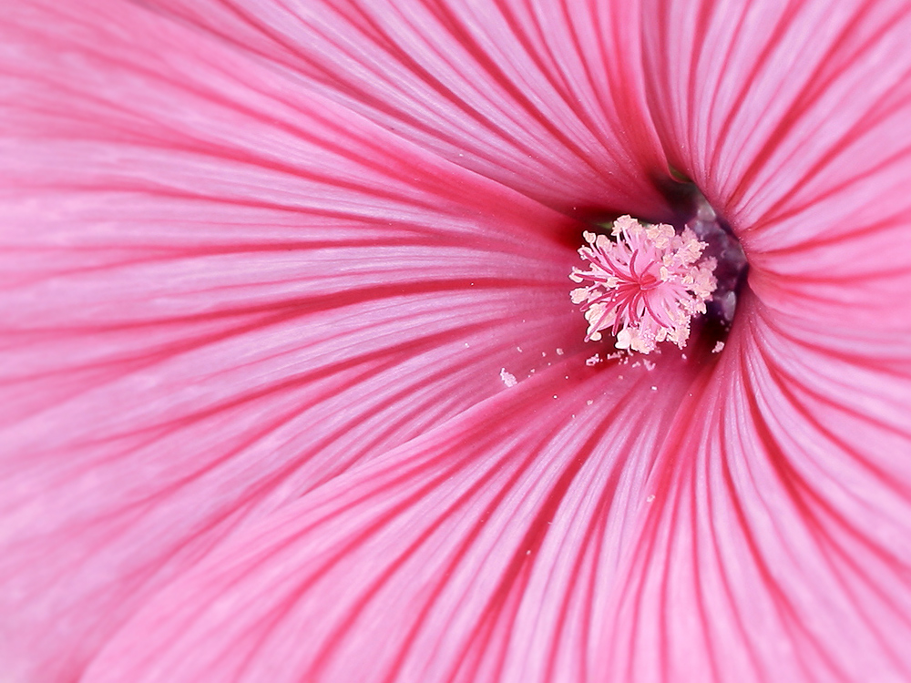 rosa Einblick