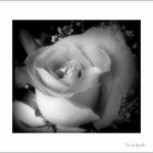 Rosa en B&N