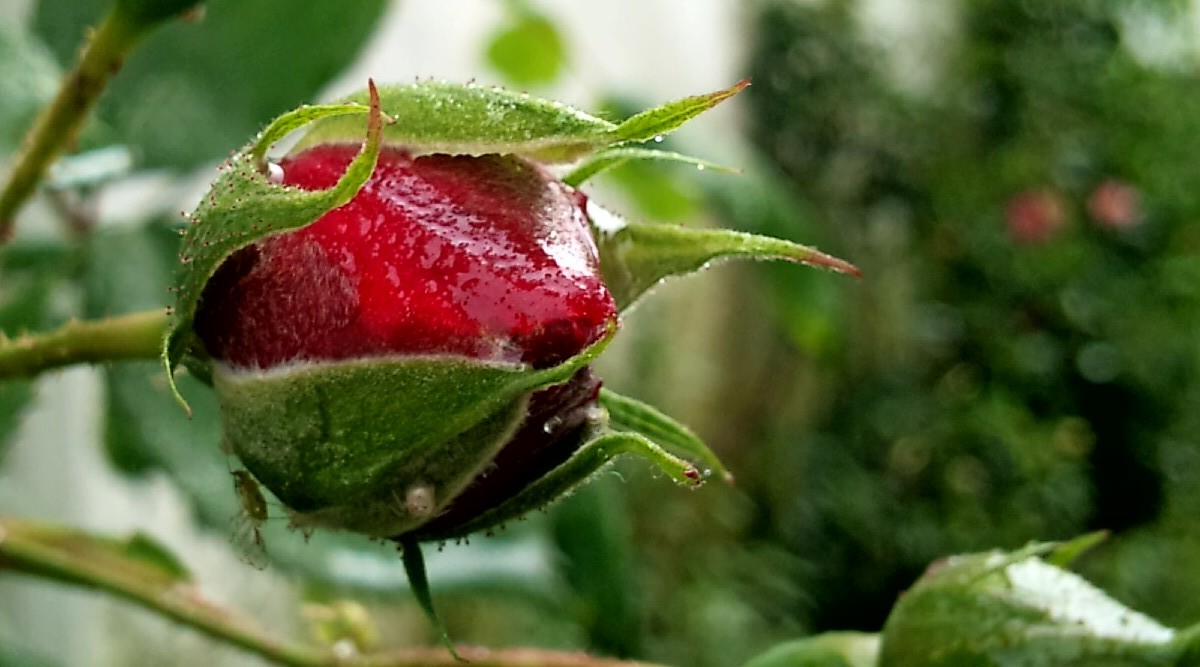 rosa en capullo