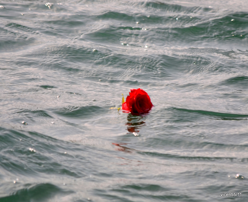 Rosa en la mar