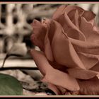 Rosa en pálido ( Rose in pale )