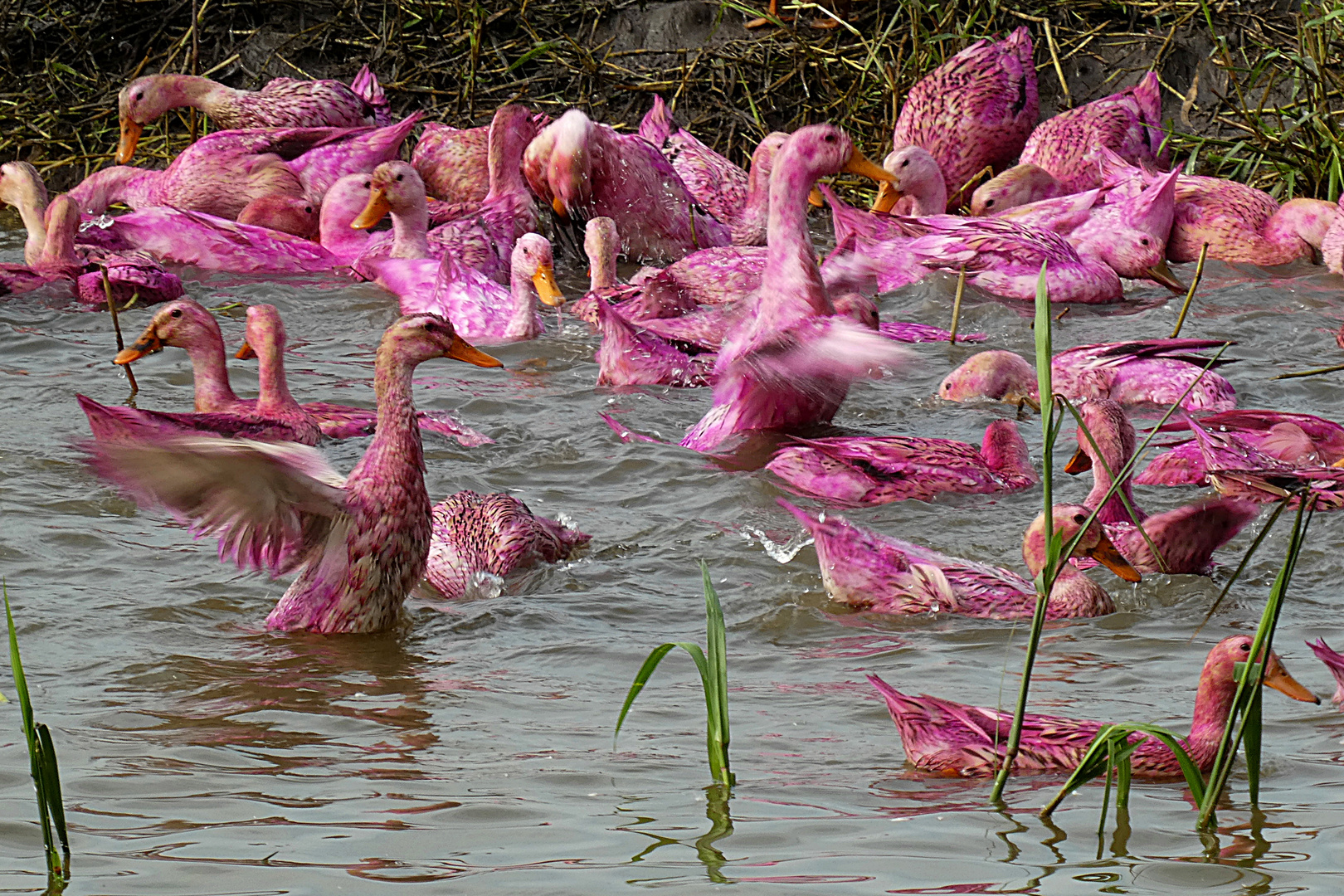 rosa-enten-cfb540c8-1ec0-4932-9b08-184601a11e0e.jpg
