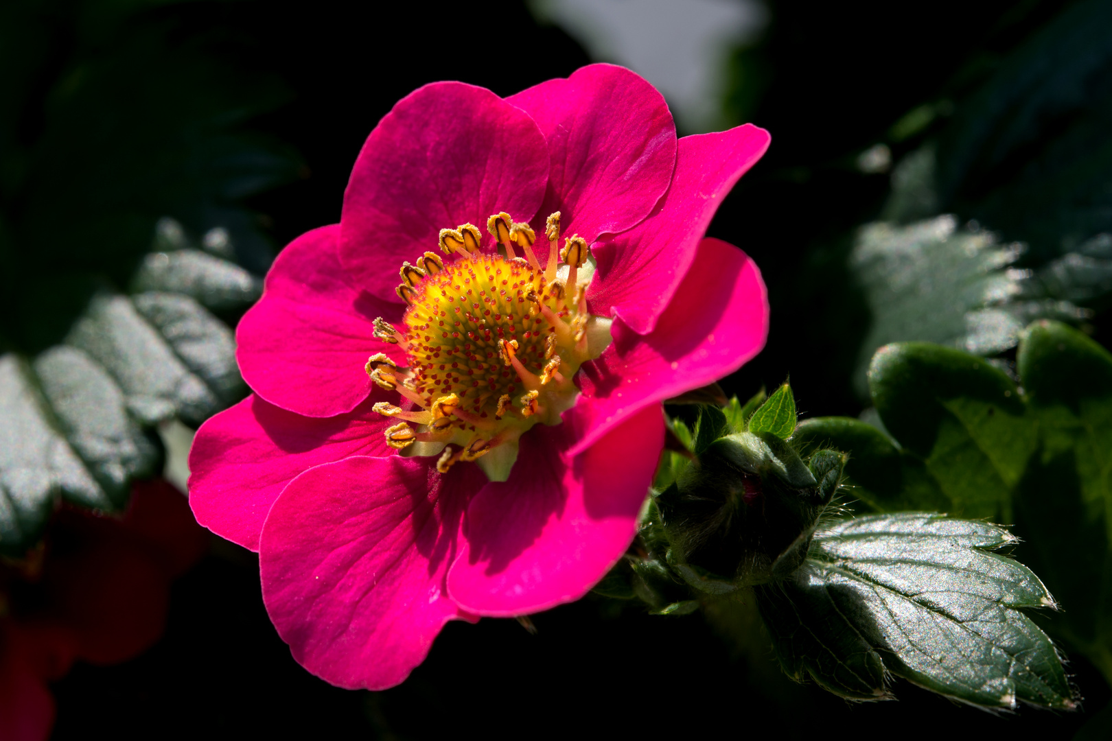 Rosa Erdbeerblüte