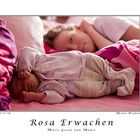 Rosa Erwachen