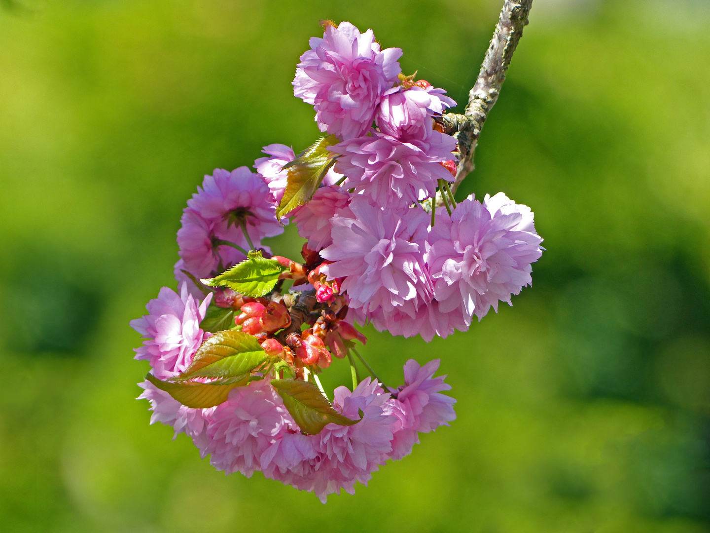 Rosa Farbrausch